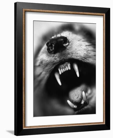 Snarling Dog-Henry Horenstein-Framed Photographic Print