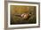 Sneaking Through the Long Grass - Ring Neck Pheasant-Wilhelm Goebel-Framed Giclee Print