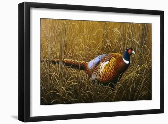 Sneaking Through the Long Grass - Ring Neck Pheasant-Wilhelm Goebel-Framed Giclee Print