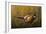 Sneaking Through the Long Grass - Ring Neck Pheasant-Wilhelm Goebel-Framed Giclee Print