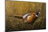 Sneaking Through the Long Grass - Ring Neck Pheasant-Wilhelm Goebel-Mounted Giclee Print