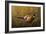 Sneaking Through the Long Grass - Ring Neck Pheasant-Wilhelm Goebel-Framed Giclee Print