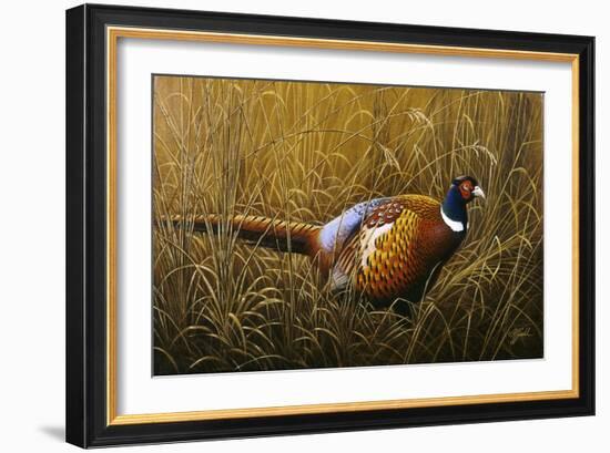 Sneaking Through the Long Grass - Ring Neck Pheasant-Wilhelm Goebel-Framed Giclee Print