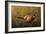 Sneaking Through the Long Grass - Ring Neck Pheasant-Wilhelm Goebel-Framed Giclee Print