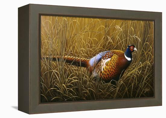 Sneaking Through the Long Grass - Ring Neck Pheasant-Wilhelm Goebel-Framed Premier Image Canvas