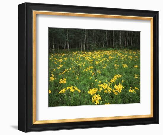 Sneezeweed, Aspens and False Hellebore, Mt Sneffels Wilderness Area, Colorado, USA-Adam Jones-Framed Photographic Print