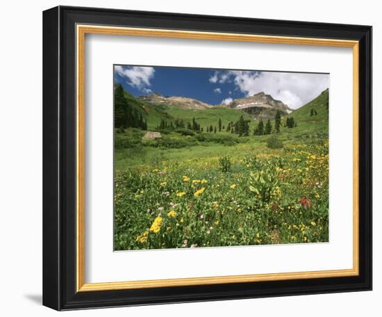 Sneezeweed, Aspens and False Hellebore, Mt Sneffels Wilderness Area, Colorado, USA-Adam Jones-Framed Photographic Print