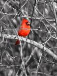 Northern Cardinal Bird on the Branch-SNEHITDESIGN-Photographic Print