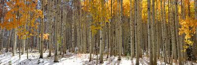 Panoramic View of Aspen Trees in Winter Time-SNEHITDESIGN-Photographic Print