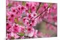 Premium Photographic Print