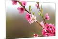 Premium Photographic Print