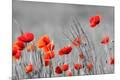 Premium Photographic Print