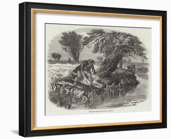 Sniggling for Eels-null-Framed Giclee Print