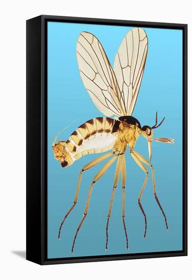 Snipe Fly, Light Micrograph-Dr. Keith Wheeler-Framed Premier Image Canvas