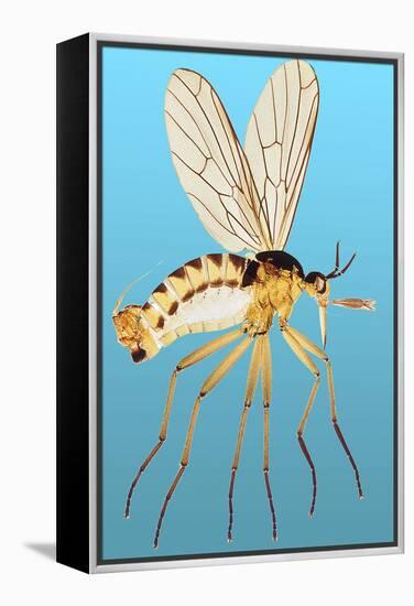 Snipe Fly, Light Micrograph-Dr. Keith Wheeler-Framed Premier Image Canvas