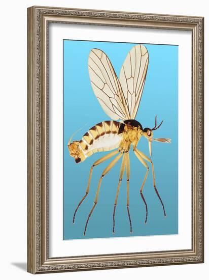 Snipe Fly, Light Micrograph-Dr. Keith Wheeler-Framed Photographic Print