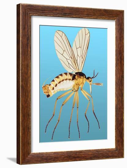 Snipe Fly, Light Micrograph-Dr. Keith Wheeler-Framed Photographic Print