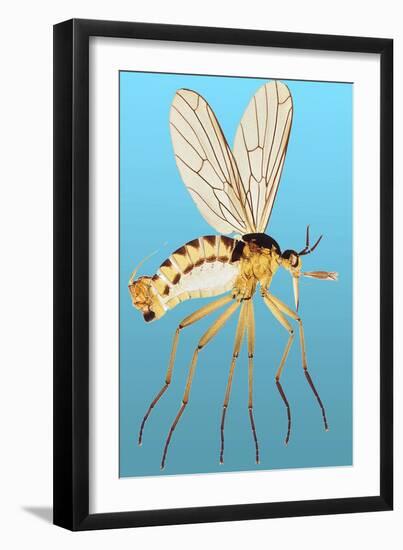 Snipe Fly, Light Micrograph-Dr. Keith Wheeler-Framed Photographic Print