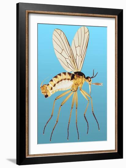 Snipe Fly, Light Micrograph-Dr. Keith Wheeler-Framed Photographic Print