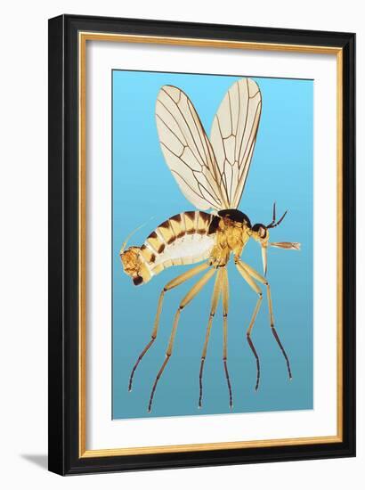 Snipe Fly, Light Micrograph-Dr. Keith Wheeler-Framed Photographic Print