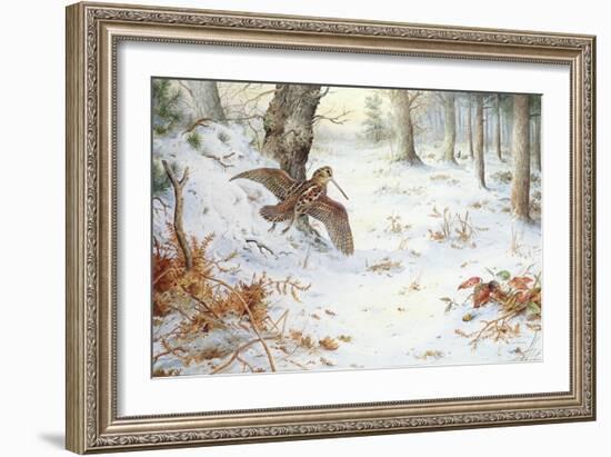 Snipe in Wooded Landscape-Carl Donner-Framed Giclee Print