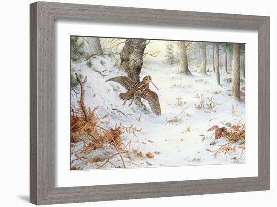 Snipe in Wooded Landscape-Carl Donner-Framed Giclee Print