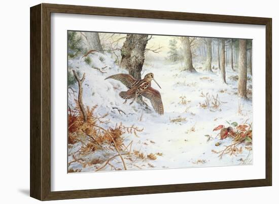 Snipe in Wooded Landscape-Carl Donner-Framed Giclee Print