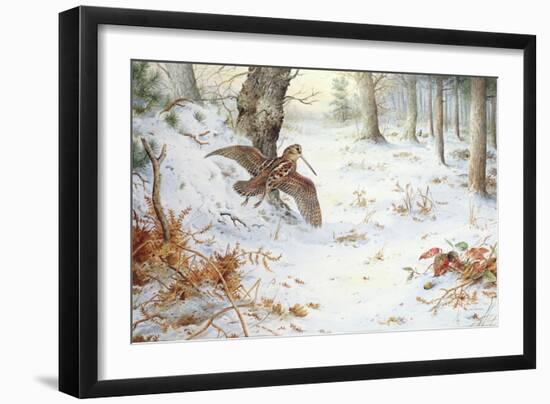 Snipe in Wooded Landscape-Carl Donner-Framed Giclee Print