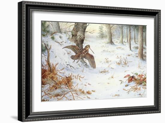 Snipe in Wooded Landscape-Carl Donner-Framed Giclee Print