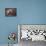 Snoozy and Jimmy-Ellen Van Deelen-Mounted Photographic Print displayed on a wall