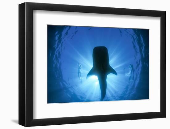 Snorkeler and Whale Shark, world's largest fish, Ningaloo Marine Park, Western Australia-Stuart Westmorland-Framed Photographic Print