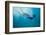 Snorkeler Diving Underwater-DLILLC-Framed Photographic Print