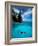 Snorkeler, Isla Tortuga, Galapagos Islands, Ecuador-Jack Stein Grove-Framed Photographic Print