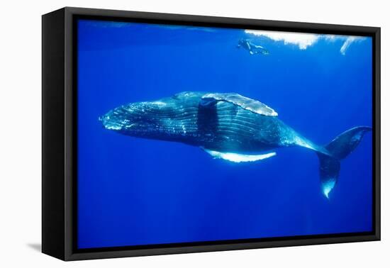Snorkeler Swimming Above Humpback Whale-Paul Souders-Framed Premier Image Canvas