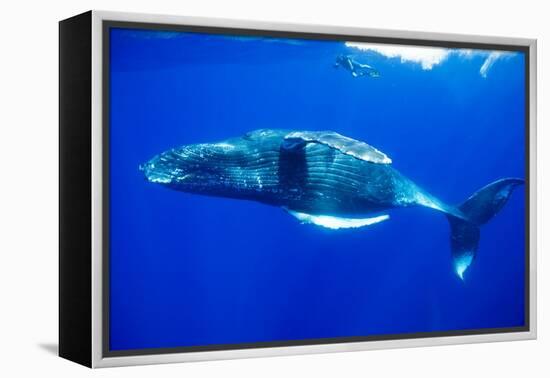 Snorkeler Swimming Above Humpback Whale-Paul Souders-Framed Premier Image Canvas