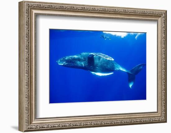 Snorkeler Swimming Above Humpback Whale-Paul Souders-Framed Photographic Print