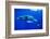 Snorkeler Swimming Above Humpback Whale-Paul Souders-Framed Photographic Print