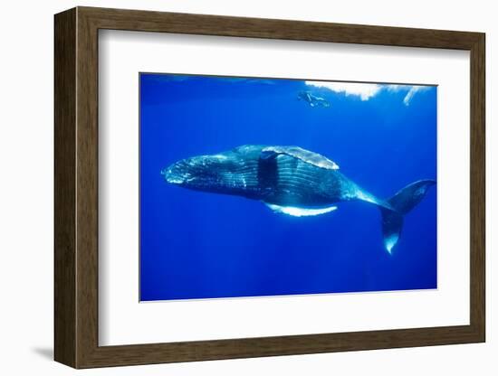 Snorkeler Swimming Above Humpback Whale-Paul Souders-Framed Photographic Print