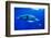 Snorkeler Swimming Above Humpback Whale-Paul Souders-Framed Photographic Print