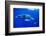 Snorkeler Swimming Above Humpback Whale-Paul Souders-Framed Photographic Print