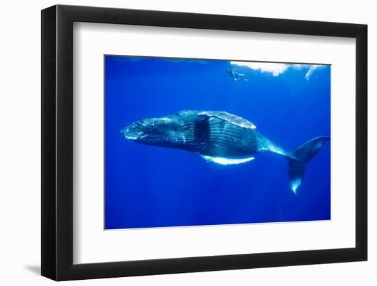 Snorkeler Swimming Above Humpback Whale-Paul Souders-Framed Photographic Print