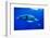 Snorkeler Swimming Above Humpback Whale-Paul Souders-Framed Photographic Print