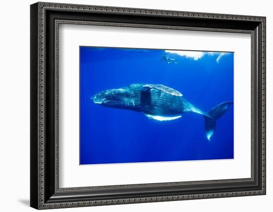 Snorkeler Swimming Above Humpback Whale-Paul Souders-Framed Photographic Print