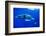 Snorkeler Swimming Above Humpback Whale-Paul Souders-Framed Photographic Print