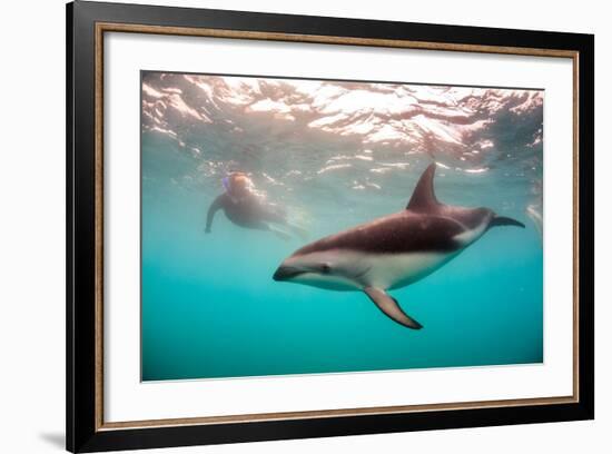 Snorkeler with a Dusky Dolphin Off of Kaikoura, New Zealand-James White-Framed Photographic Print