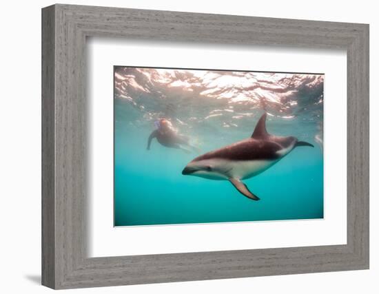 Snorkeler with a Dusky Dolphin Off of Kaikoura, New Zealand-James White-Framed Photographic Print