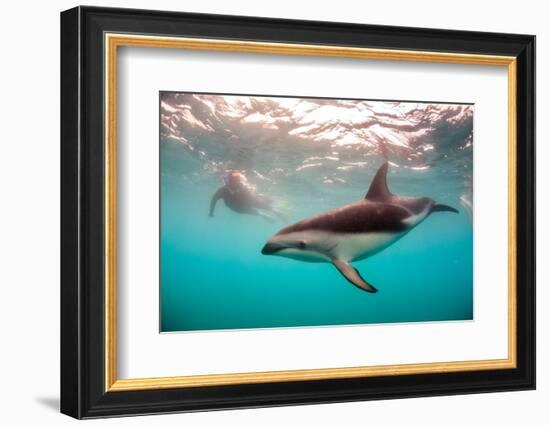 Snorkeler with a Dusky Dolphin Off of Kaikoura, New Zealand-James White-Framed Photographic Print