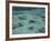 Snorkelers and Reef, Green Island, Great Barrier Reef Marine Park, North Queensland, Australia-David Wall-Framed Photographic Print