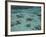 Snorkelers and Reef, Green Island, Great Barrier Reef Marine Park, North Queensland, Australia-David Wall-Framed Photographic Print