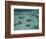 Snorkelers and Reef, Green Island, Great Barrier Reef Marine Park, North Queensland, Australia-David Wall-Framed Photographic Print